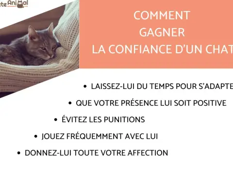 Apprivoiser un chat adulte - Gagnez sa confiance, évitez les erreurs