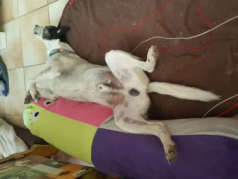 Castration chien - Vraiment utile ou pas? Découvrez la vérité!