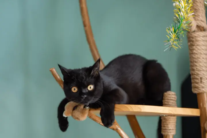Un chat noir se repose sur un arbre à chat fait maison avec une branche. Il tient une peluche dans ses pattes.