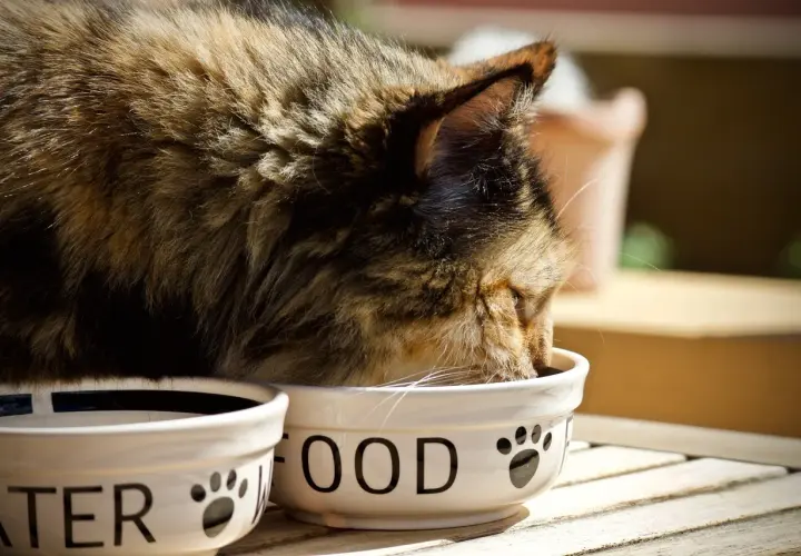 Chat mangeant des croquettes sans céréales. Avis vétérinaire : une alimentation saine pour votre félin.