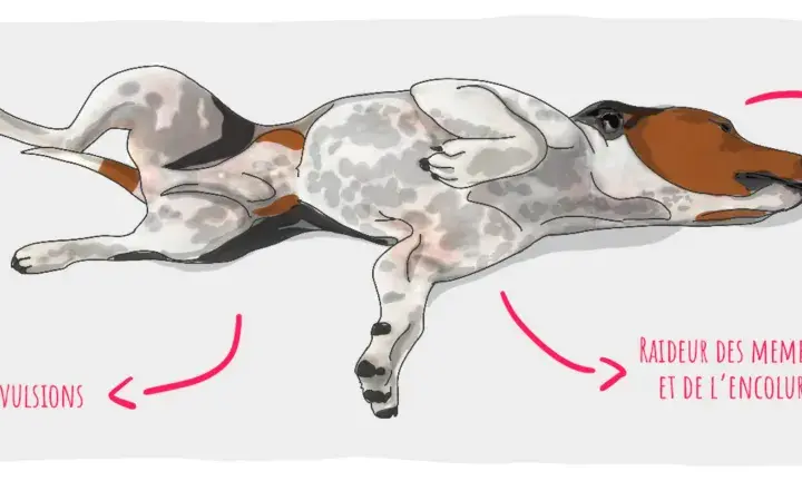 Illustration d'un chien en crise d'épilepsie : salivation excessive, mouvements de pédalage, raideur des membres.