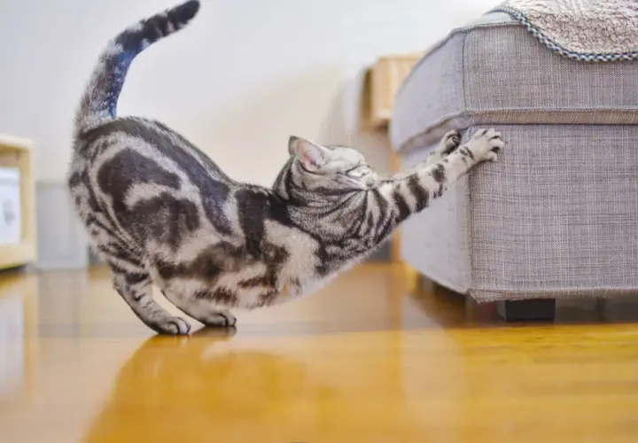 Mon chat tigré s'étire et utilise ses dents pour tirer sur ses griffes, s'accrochant au canapé.
