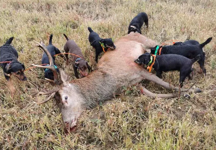 Plusieurs terriers chiens de chasse, noirs et marron, entourent un cerf abattu dans un champ d'herbes sèches.