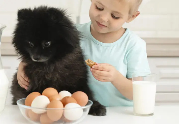 Un enfant donne un biscuit à son chien noir, avec des œufs et du lait sur la table. Combien d'oeuf par semaine pour un chien ?