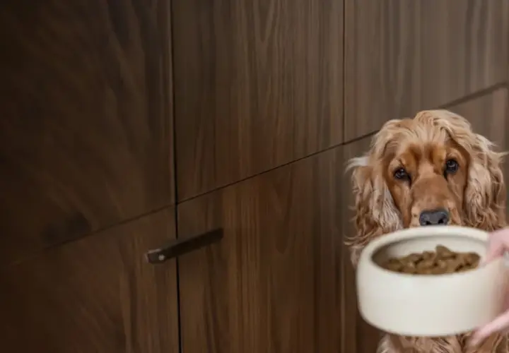 Un cocker spaniel aux yeux implorants regarde sa gamelle pleine. On dirait que mon chien a toujours faim !