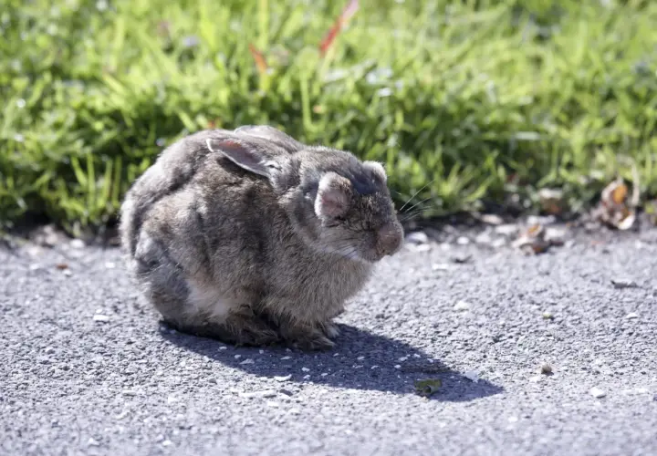 Un lapin gris est assis sur un chemin asphalté, l'air fatigué. Il pourrait avoir besoin d'un traitement pour coryza lapin.