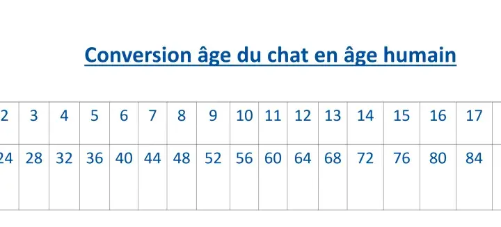 Tableau de conversion âge chat/humain. Un chat de 4 ans en âge réel équivaut à 32 ans en âge humain.