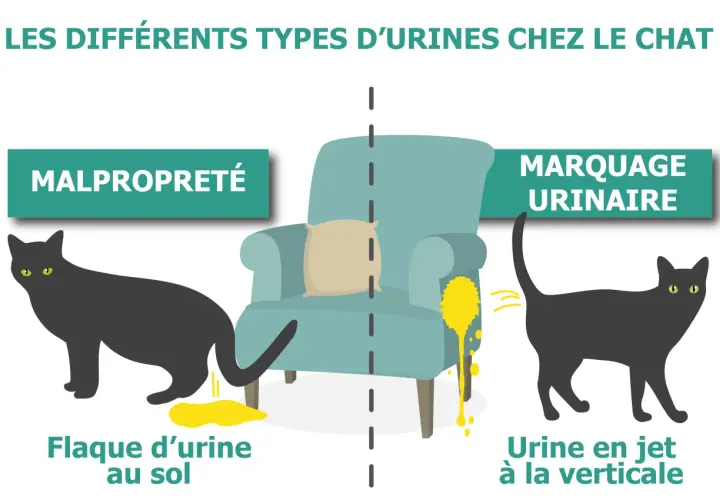 Mon chat fait pipi partout : une flaque au sol (malpropreté) ou en jet vertical (marquage urinaire). L'image illustre ces deux comportements félins.