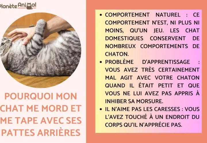 Un chat tigré se retourne sur le dos, une main le caresse. Il me tape avec sa patte avant, peut-être en jeu ou par agacement.