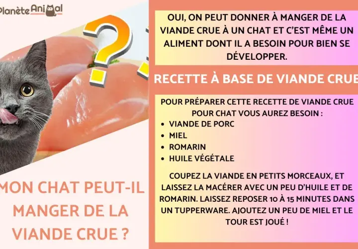 Un chat gris lèche ses babines devant des morceaux de viande crue. Le texte suggère que la viande crue est un aliment essentiel pour le développement du chat.