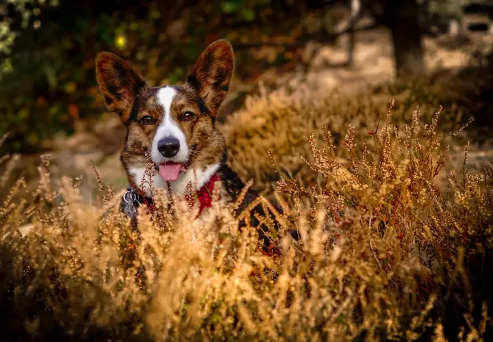 Un adorable corgi chien, le museau hors des herbes sèches, la langue pendante, profite d'une journée ensoleillée.