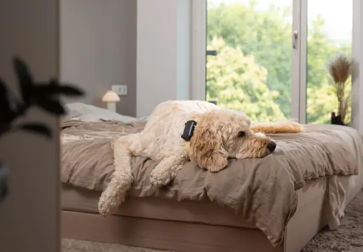 Un chien détendu sur un lit, profitant peut-être de musique douce pour chien.