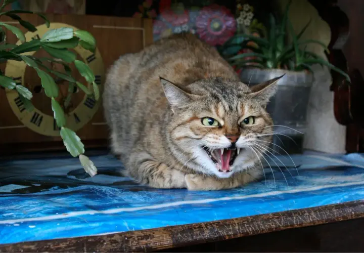 Un chat tigré aux yeux verts, le poil hérissé, feule sur un humain, montrant ses crocs acérés. Il semble prêt à bondir.