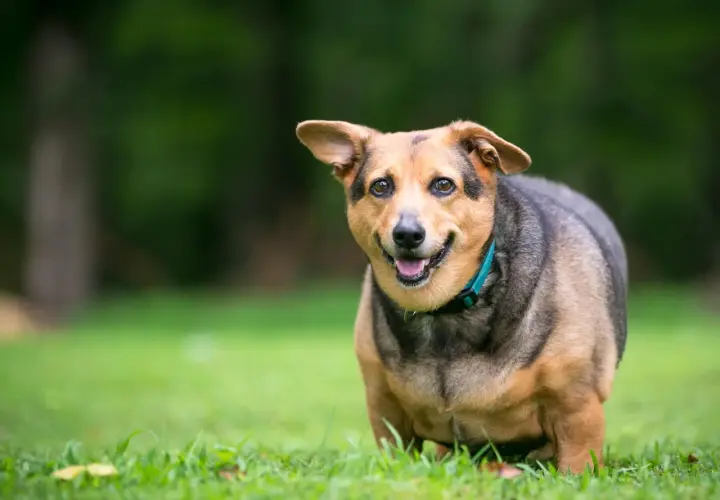 Chien rond et heureux sur l'herbe. Pour savoir comment faire maigrir un chien stérilisé, il faut adapter son alimentation et ses exercices.
