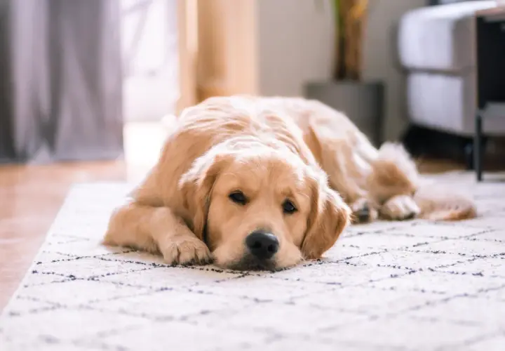 Un golden retriever se repose paisiblement sur un tapis, l'air serein. Il est possible de laisser son chien seul sans qu'il stress.