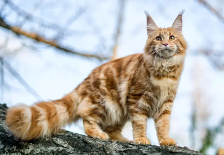 Magnifique chat roux au caractère de Maine Coon, perché sur une branche d'arbre, le regard tourné vers le ciel.
