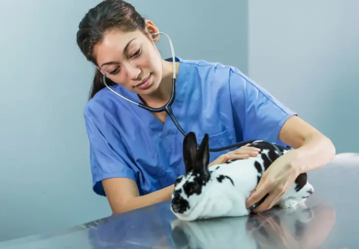 Vétérinaire examinant un lapin nain tacheté, préparatifs pour la castration.