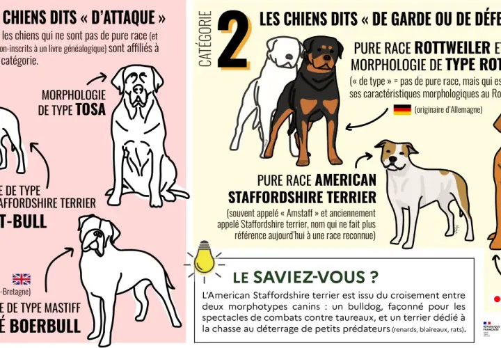 Statistique morsure de chien par race : illustration de chiens de type "d'attaque" (Pit-bull, Boerbull) et de garde/défense (Rottweiler, Tosa).