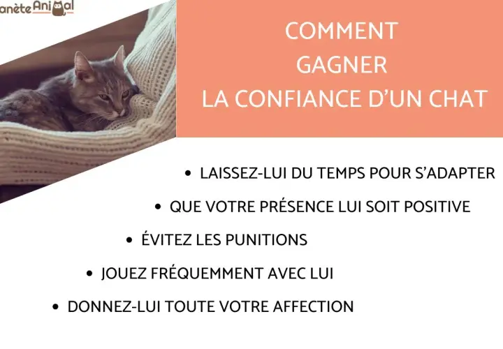 Conseils pour comment apprivoiser un chat adulte : patience, présence positive, jeux et affection. Un chaton se repose sur un plaid.