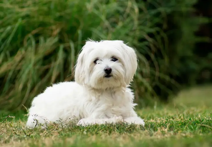 Un adorable bichon maltais, symbole de longue vie et de compagnie fidèle, se repose paisiblement sur l'herbe. L'espérance de vie de ces petits chiens est souvent longue.