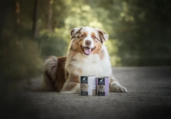 Un chien heureux pose à côté de deux boîtes de nourriture. La question "peut-on mélanger croquettes et pâtée pour chien ?" est au cœur de cette image.