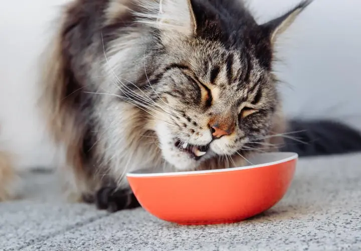 Un Maine Coon savoure son repas dans une gamelle orange. L'alimentation de ce grand chat est essentielle pour sa santé.