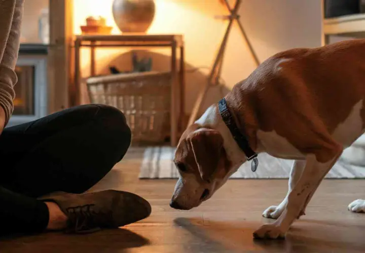 Un chien qui renifle attentivement le pied d'une personne assise, explorant le monde avec son nez.