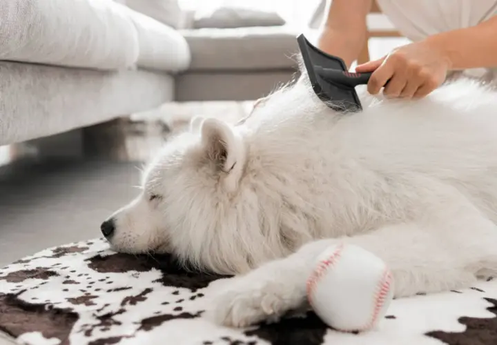 Un chien blanc, victime d'une perte de poils excessive, est peigné par son propriétaire. Une balle de baseball repose à côté.