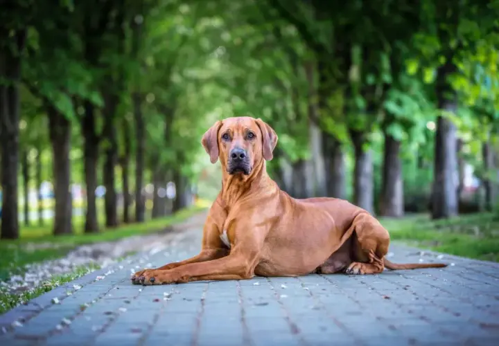 Un fierce chien chasseur de lion, au pelage fauve, se repose sur un chemin pavé, entouré d'arbres verdoyants.