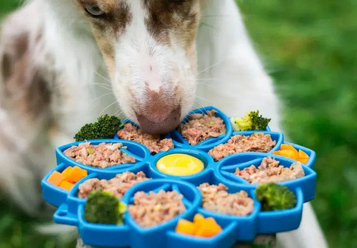 Un chien renifle un plateau bleu rempli de pâté pour chien, de brocolis et de carottes. Un avis vétérinaire sur ce pâté serait intéressant.