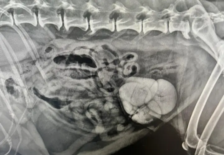 Radiographie abdominale révélant une masse kystique et la présence de cristaux d'oxalate de calcium dans la vessie.