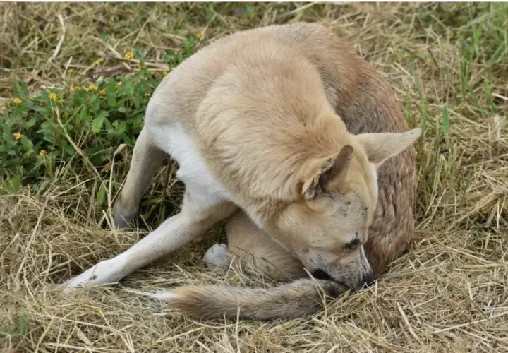 Un chien brun clair, l'air un peu perdu, est assis dans l'herbe sèche, la queue entre les jambes.