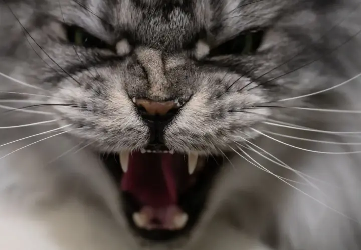 Gros plan sur un chat qui devient fou et agressif, gueule ouverte montrant ses crocs acérés et sa langue rouge vif.