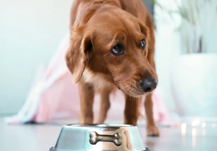 Chien brun regardant une gamelle vide, pensant aux aliments interdits pour insuffisance rénale chien.