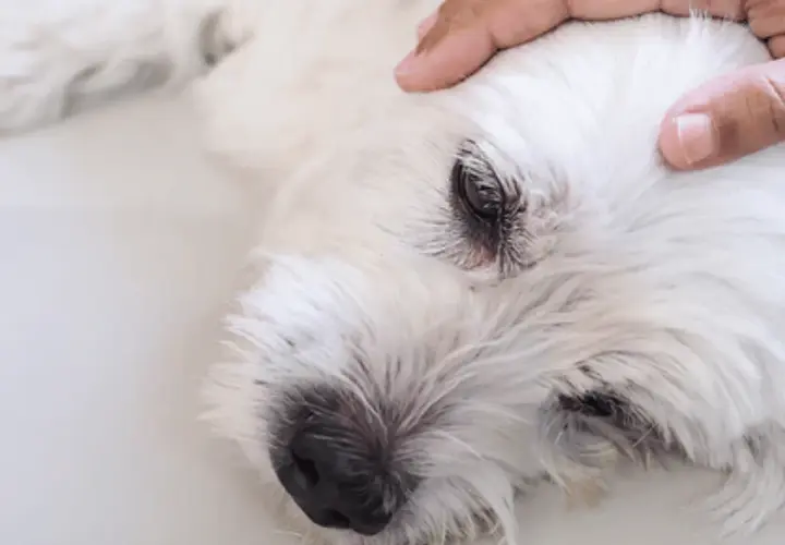 Main d'une personne caressant la tête d'un chien blanc, peut-être lors d'une crise d'épilepsie en dormant.