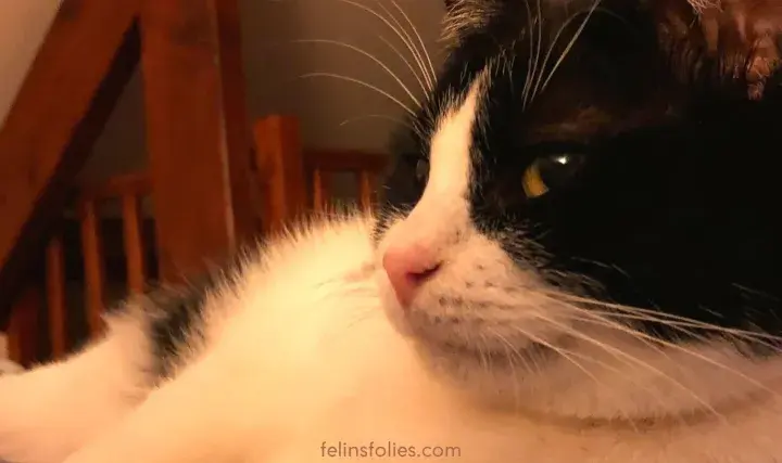 Un chat craintif, combien de temps avant qu'il ne se sente en sécurité ? Ce chat noir et blanc aux yeux vifs semble observer attentivement son environnement.
