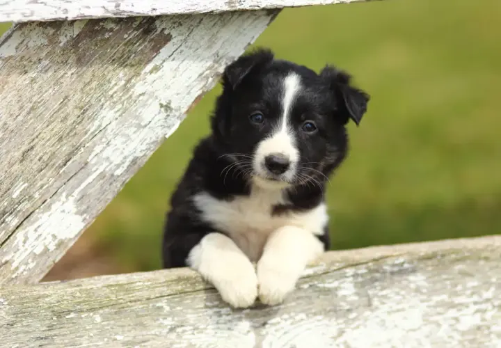 Adorable chiot border collie, les pattes posées sur une clôture en bois patiné, regardant curieusement.