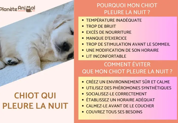 Un chiot endormi, avec des conseils pour comprendre et éviter qu'un chiot pleure la nuit.