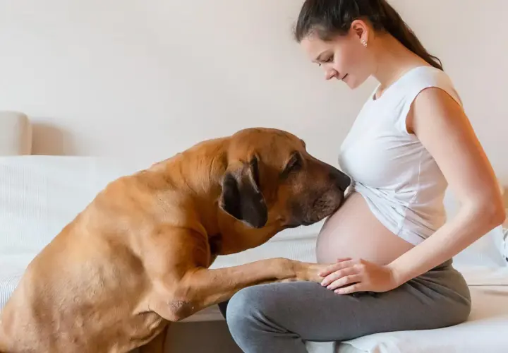 Un chien câline le ventre d'une femme enceinte, comme s'il ressentait la grossesse.