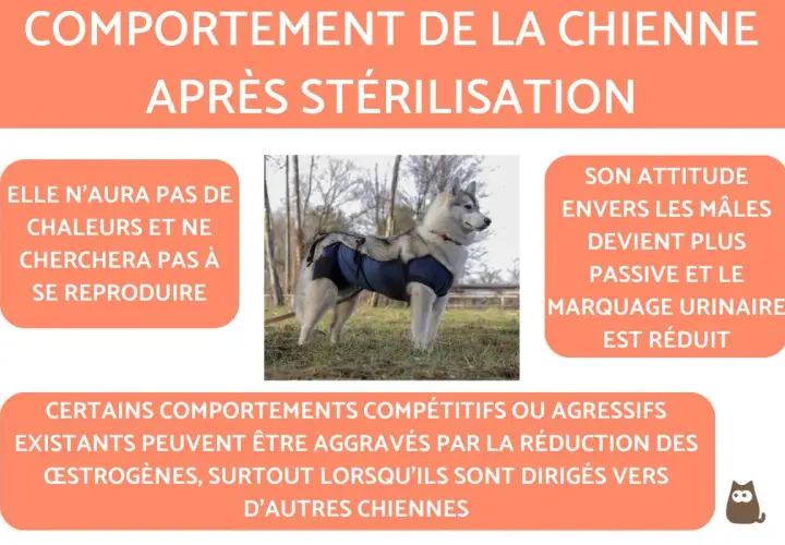 Chienne stérilisée portant un body post-opératoire. Elle n'aura plus de chaleurs. Quand stériliser une chienne ? Les changements de comportement sont expliqués.