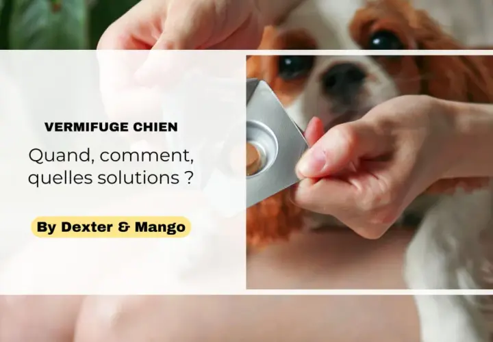 Une main présente une tablette de vermifuge chien à un adorable Cavalier King Charles. Quand, comment, quelles solutions ?
