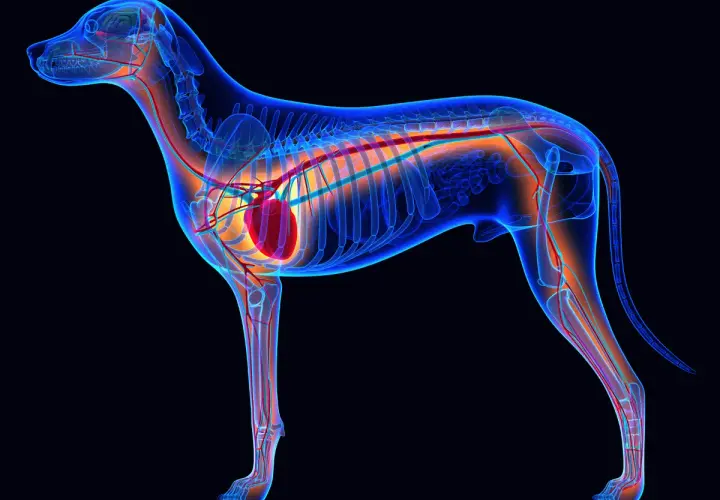 Anatomie d'un chien, montrant le squelette bleu transparent, le système circulatoire rouge et orange, et où est le cœur du chien, au centre de la cage thoracique.
