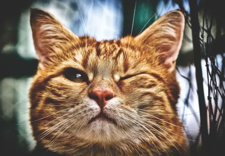 Gros plan sur un chat roux qui cligne d'un œil. Son œil gauche est ouvert, l'autre fermé, un symptôme œil crevé chat possible.