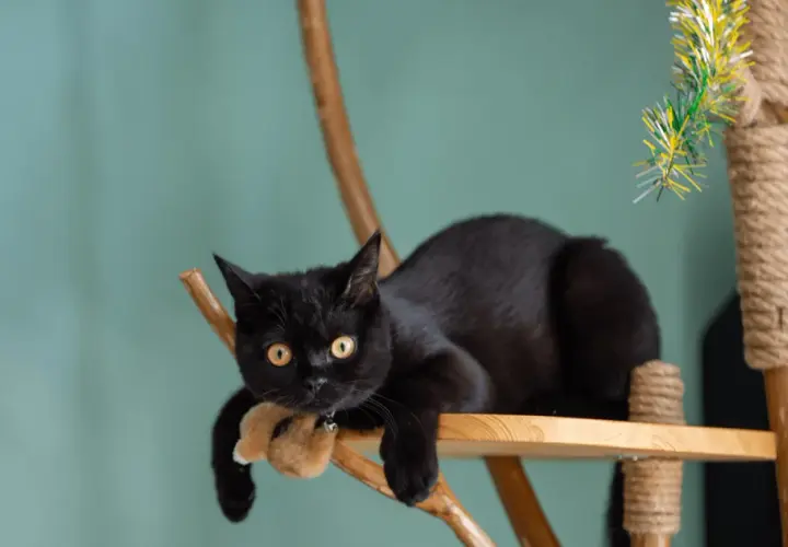 Un chat noir se repose sur un arbre à chat fait maison avec une branche. Il tient une peluche dans ses pattes.