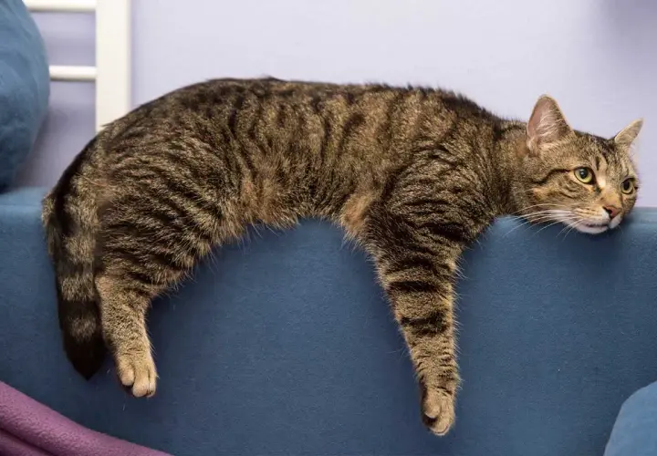 Un chat tigré se prélasse sur le dossier d'un canapé bleu, l'air un peu las. Il semble que mon chat s'ennuie.