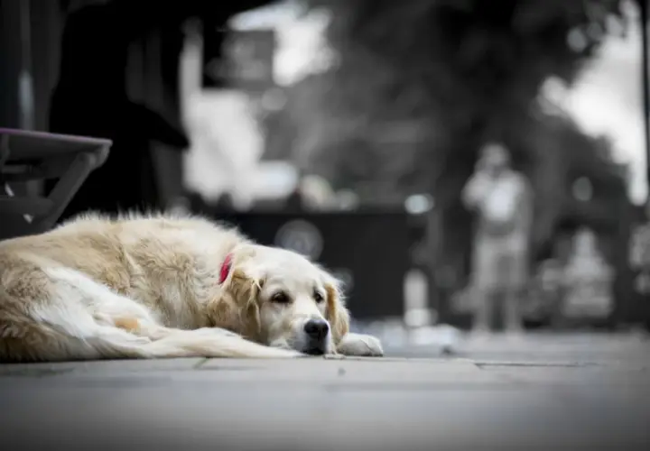Un chien qui pleure la mort, un golden retriever allongé sur le trottoir, le regard triste.