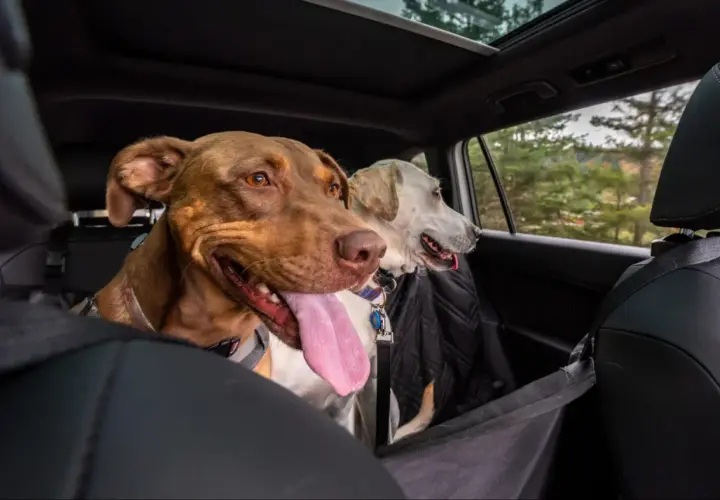 Deux chiens, dont un brun avec la langue pendante, semblent un peu anxieux, un chien stressé en voiture, regardant par la fenêtre.