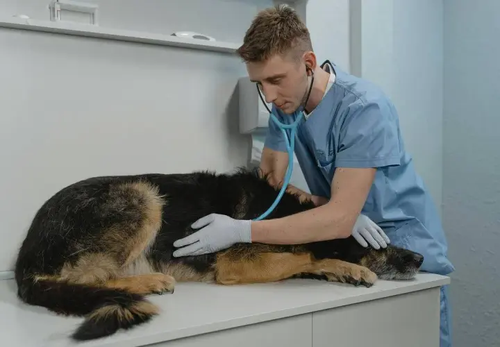 Vétérinaire examinant une chienne avec un stéthoscope, peut-être pour une grossesse nerveuse.