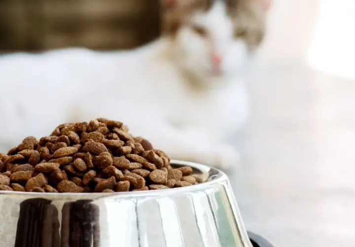 Un chat blanc et roux attend patiemment près d'une gamelle remplie de croquettes, le choix idéal pour le nourrir.