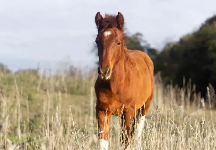 Un jeune cheval brun, un peu maigre, se tient dans un champ de luzerne sèche.